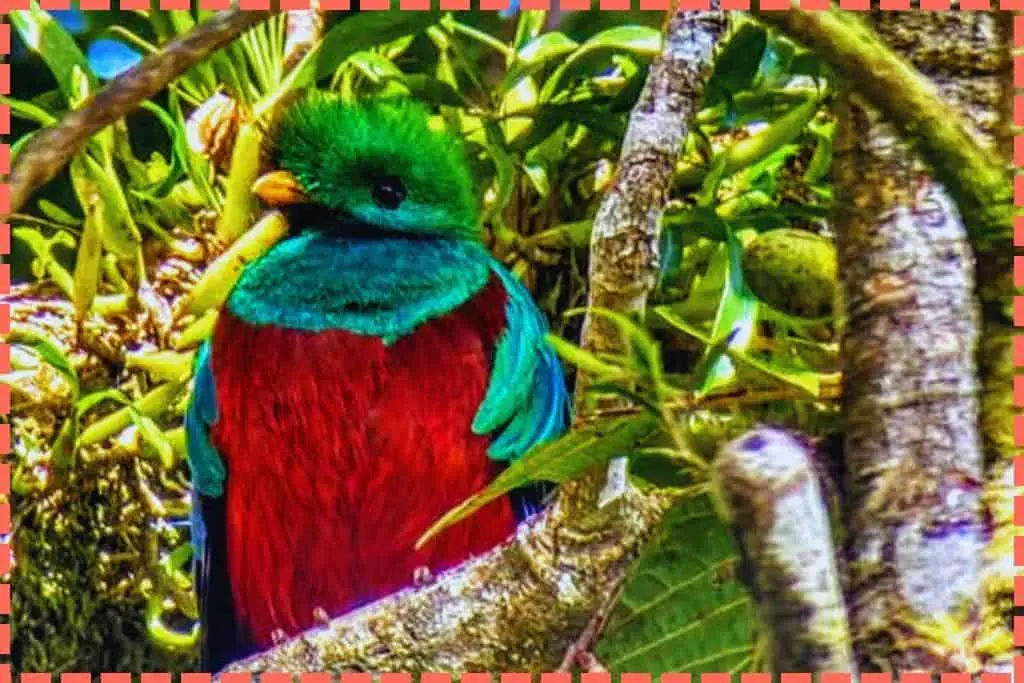 "Hermoso quetzal con plumaje vibrante capturado en la Reserva Curi-Cancha en Monteverde, Costa Rica. El quetzal muestra su característico plumaje colorido.