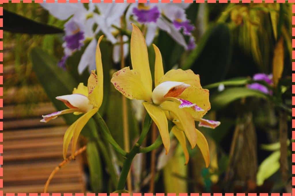 Espléndidas orquídeas amarillas y lilas en plena floración en el Jardín de Orquídeas del Bosque Nuboso de Monteverde. Sus colores vibrantes destacan entre el verdor de la vegetación.