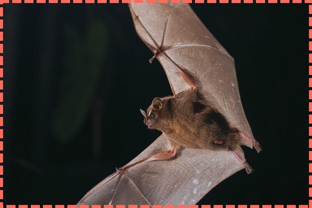 Un murciélago en pleno vuelo con sus alas completamente extendidas en el Bat Jungle, una de las cosas que hacer en Monteverde Costa Rica.
