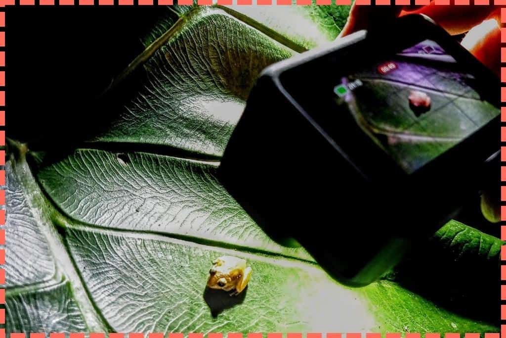 Mano con cámara fotográfica toma una imagen de cerca de una encantadora ranita dorada, avistada durante un emocionante tour nocturno en el Bosque Nuboso de Monteverde, Costa Rica.