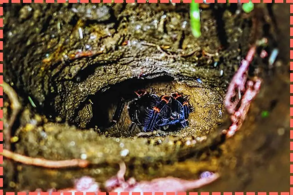 Araña peluda de color negro y naranja, escondida en un hueco entre la densa vegetación del Bosque Nuboso de Monteverde, Costa Rica.