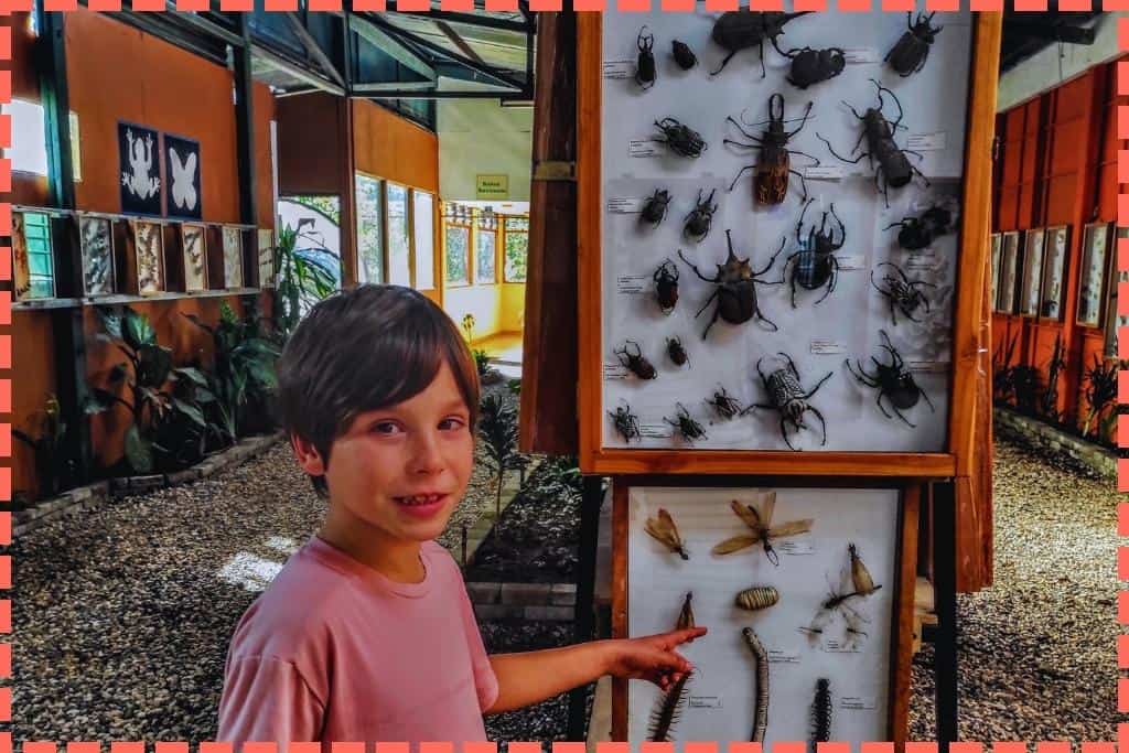 "Ian señalando los insectos disecados de gran tamaño que decoran la entrada del Ranario del Bosque Nuboso de Monteverde.
