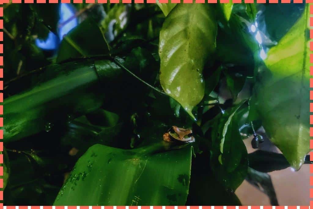 Pequeña ranita camuflada entre las hojas en el Ranario de Monteverde, expertamente oculta en su entorno natural.
