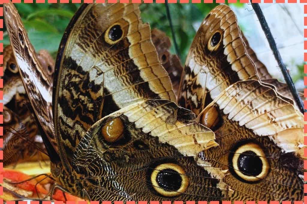 Mariposas marrones cerradas. En el Mariposario del Bosque Nuboso de Monteverde. Sus alas exhiben impresionantes detalles y patrones circulares que se asemejan a ojos.
