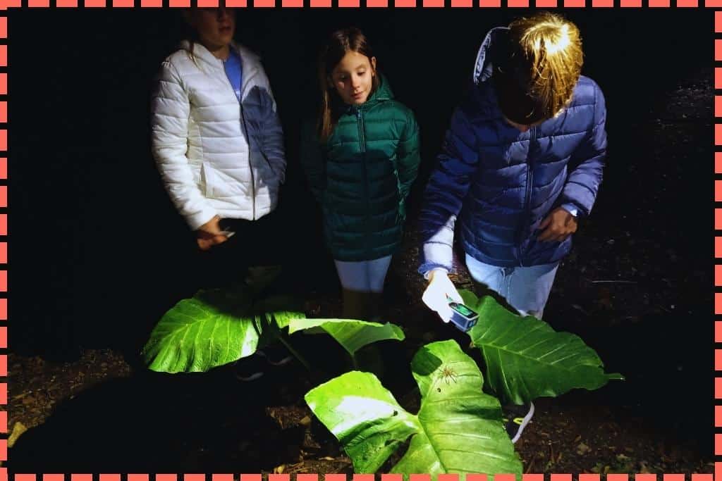 Sofi y Vicky miran con asombro mientras Ian captura una foto de una araña en una emocionante excursión nocturna en el Bosque Nuboso de Monteverde.