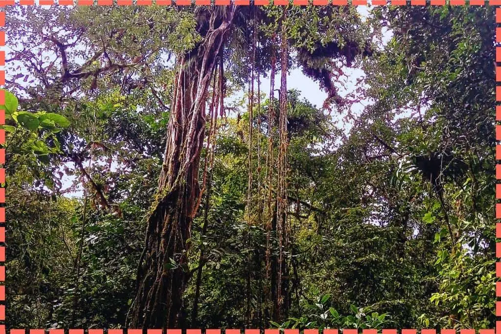 Imagen de un árbol cubierto de musgo con lianas colgando en el medio del Bosque Nuboso de Monteverde, Costa Rica.