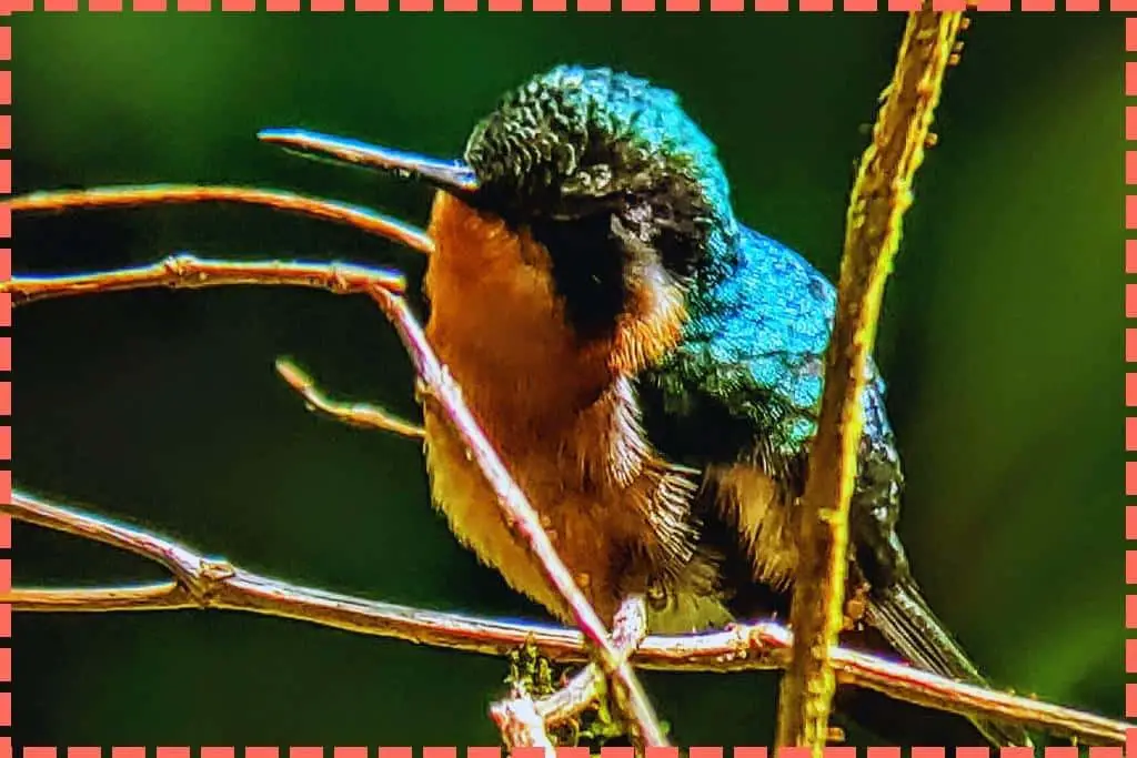 Hermoso colibrí pequeño descansando en una delicada ramita en el corazón de la Reserva Biológica del Bosque Nuboso de Monteverde, un oasis de biodiversidad en Costa Rica