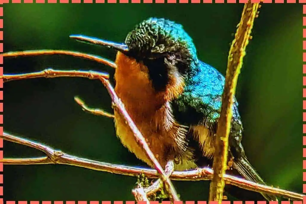 Hermoso colibrí pequeño descansando en una delicada ramita en el corazón de la Reserva Biológica del Bosque Nuboso de Monteverde, un oasis de biodiversidad en Costa Rica