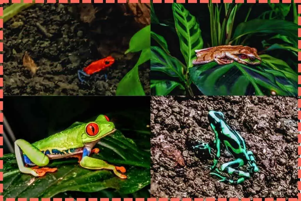 Imagen de cuatro tipos de ranas del Conservatorio de Mariposas de La Fortuna, Costa Rica. Incluye una rana roja de ojos verdes, una rana flecha venenosa azul, una rana arbórea de lema y una rana arlequín