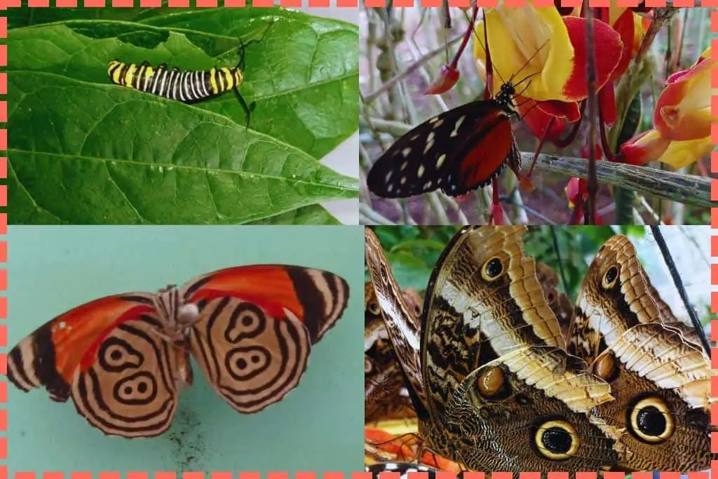 Cuatro mariposas y orugas del Conservatorio de Mariposas.