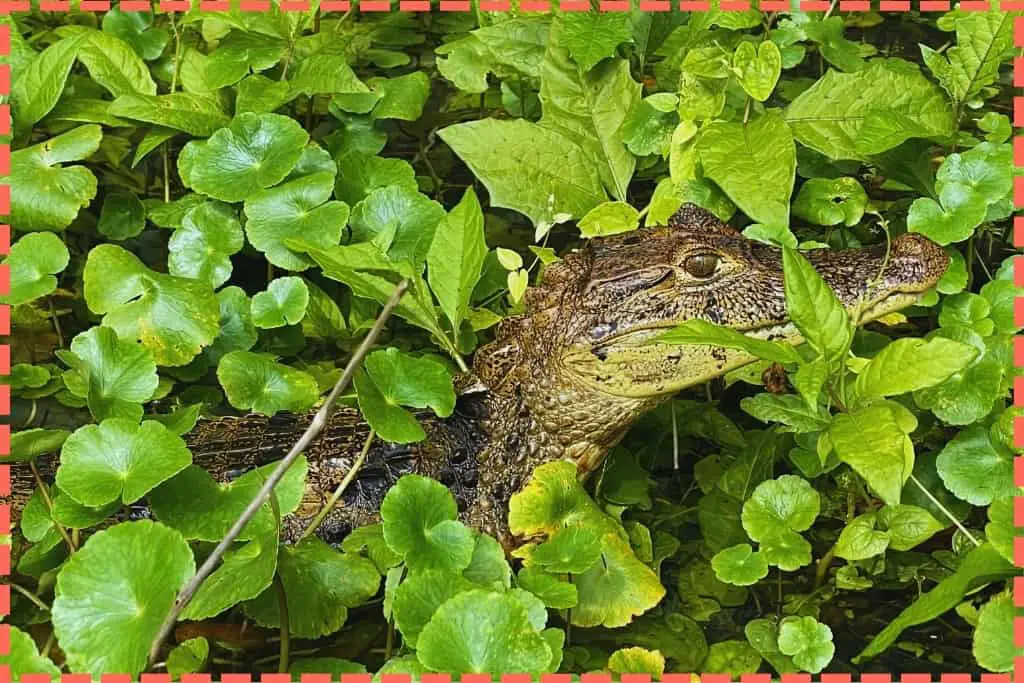 Imagen de un caimán rodeado de vegetación en el río del canal de Tortuguero, fauna típica de los canales de Tortuguero.