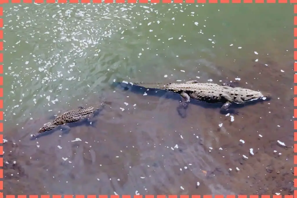 Dos cocodrilos nadando en el río Tárcoles, uno grande y otro pequeño, vista desde el puente de la carretera en Costa Rica.