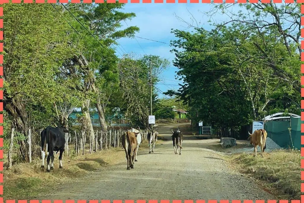 Vacas con cuernos en las carreteras de tierra de Costa Rica, vista desde nuestro coche en movimiento. Típico escenario que ver en las carreteras de Costa Rica.