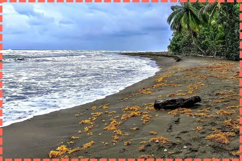 Playa con huevos abiertos de tortugas, sargazo, arena marrón, espuma del mar, palmeras y selva, un escenario natural de Tortuguero.