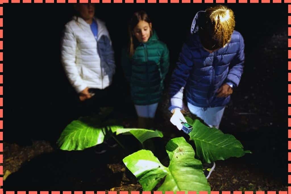 Foto nocturna en Costa Rica: 3 hijos mayores de Tere Watson capturando una foto de una araña grande en una hoja en el bosque.