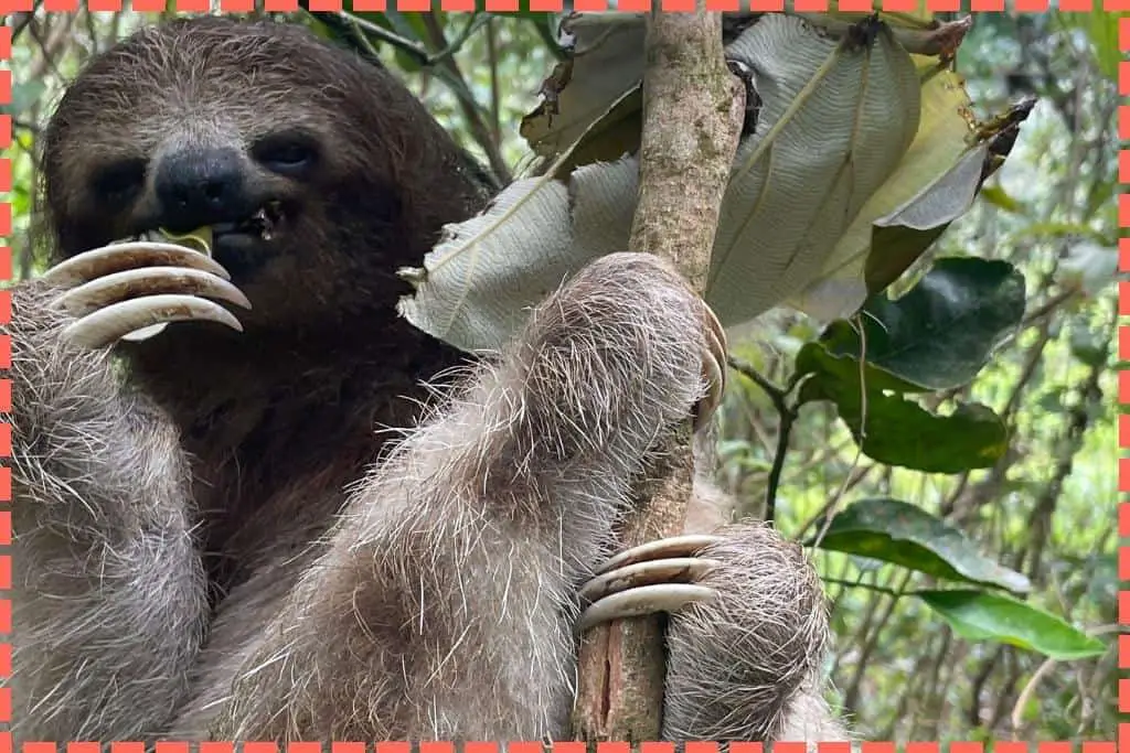Perezoso de tres dedos sosteniéndose en un tronco mientras disfruta comiendo una hoja, mirando a la cámara con expresión amigable. Fauna típica de Costa Rica.