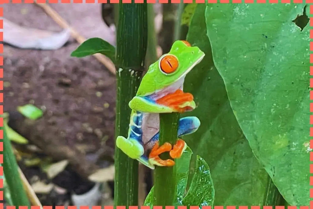 Imagen de una típica rana verde de ojos rojos en Costa Rica.