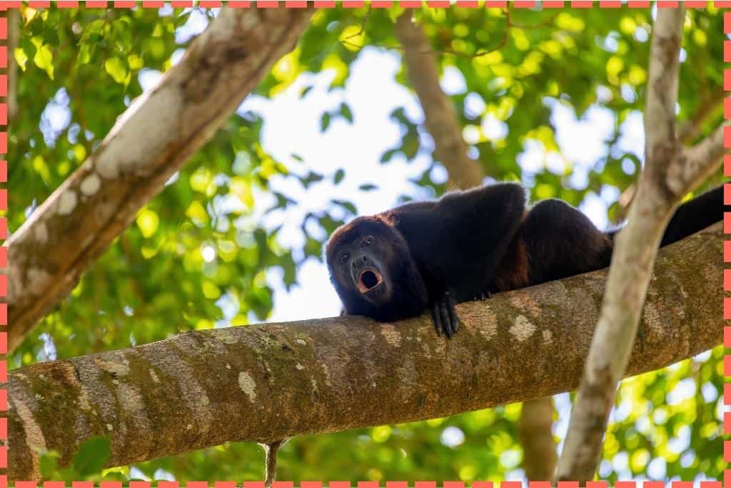 Mono aullador posado en un árbol en Playa Minas, destacando la rica biodiversidad de las playas de Costa Rica