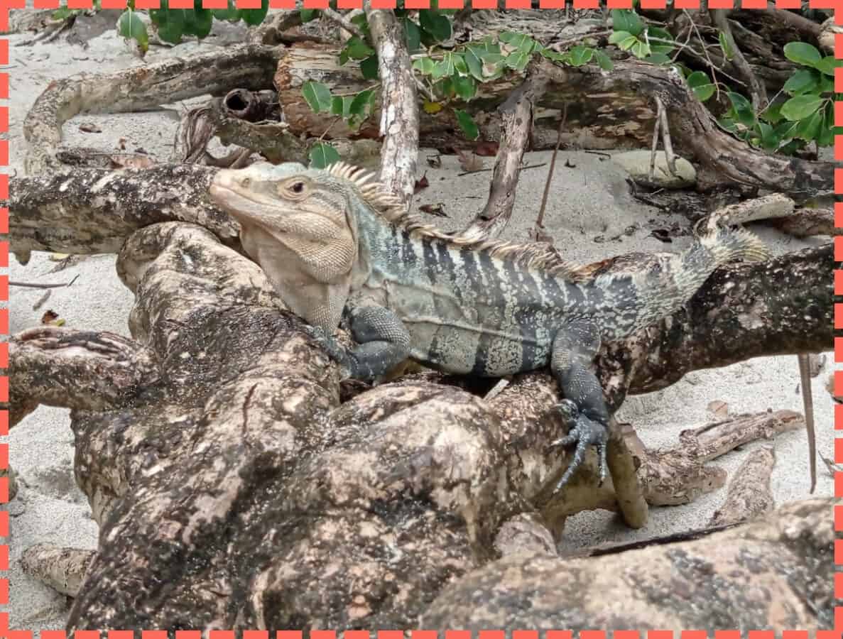 Iguana en Playa Manuel Antonio
