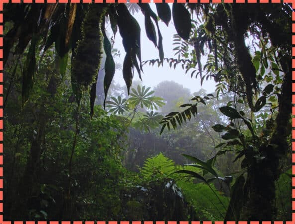 Foto del bosque nuboso muy nublado. Representando el Clima en Costa Rica de esta zona.