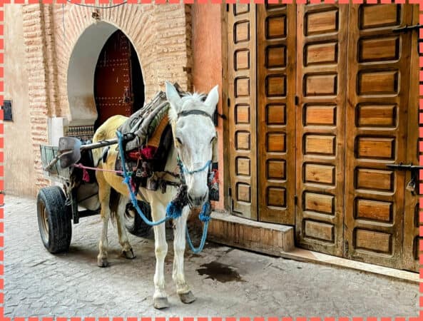 Burro en Marrakech