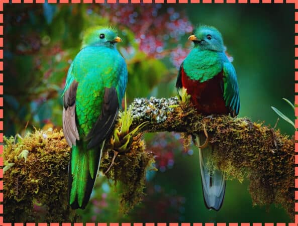 2 quetzales enfrentados en Costa Rica