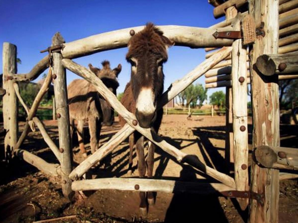 Foto de burro en hotel de Marrakech para familias con niños.