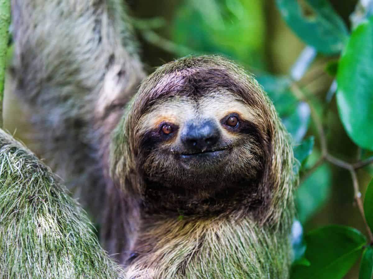 Viajar a Costa Rica con Niños: Guía de Viaje a Costa Rica en familia 2024 🦥 41 3